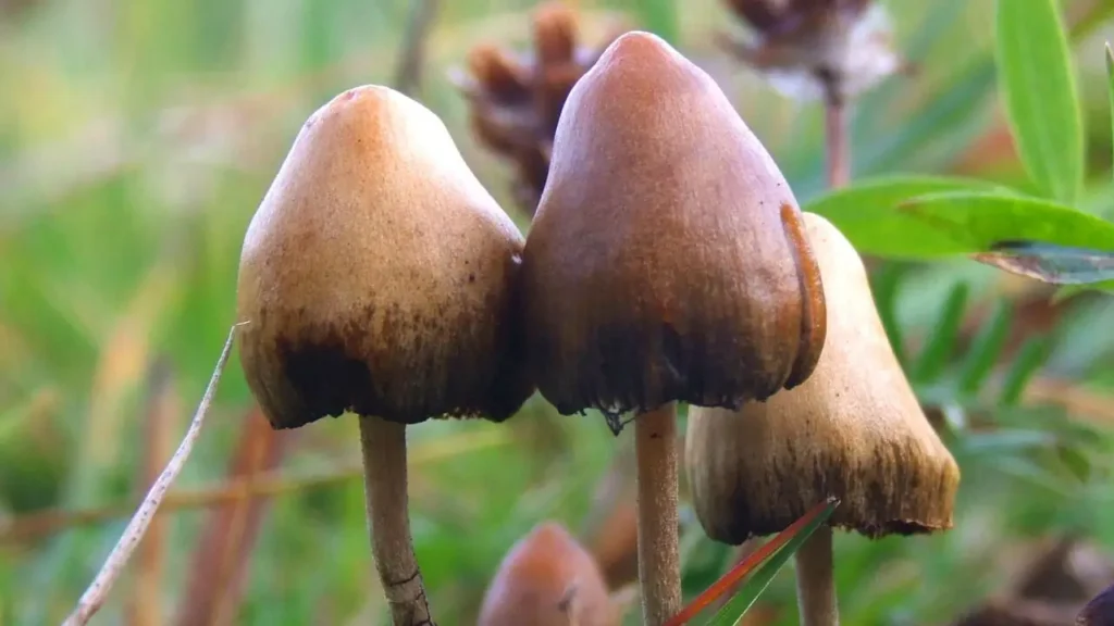 Psilocybe semilanceata - a species of magic mushrooms containing psilocybin