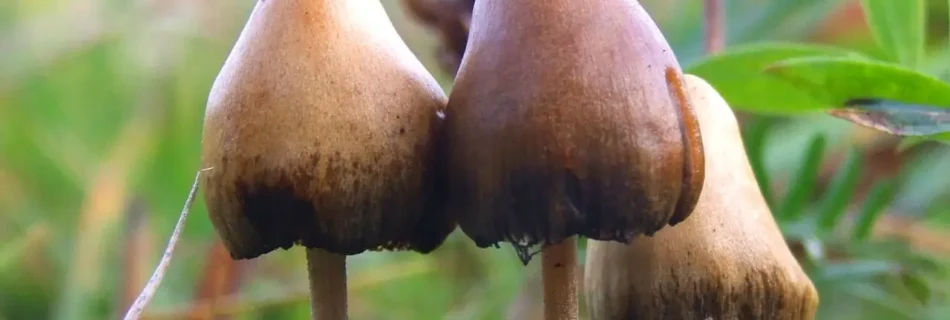 Psilocybe semilanceata - a species of magic mushrooms containing psilocybin