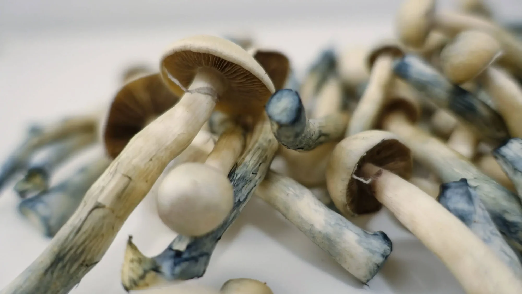 Psilocybin - Effects, Benefits and Uses