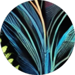 Conscious Growth - psychedelic psilocybin retreat participant experience and testimonial
