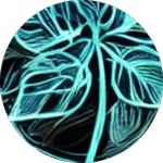 Conscious Growth - psychedelic psilocybin retreat participant experience and testimonial