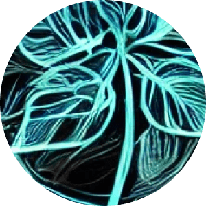 Conscious Growth - psychedelic psilocybin retreat participant experience and testimonial
