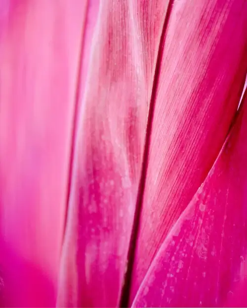 Psychedelic retreat for artists and creatives at Conscious Growth