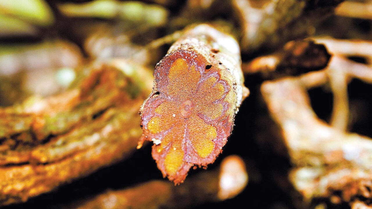 Ayahuasca vine