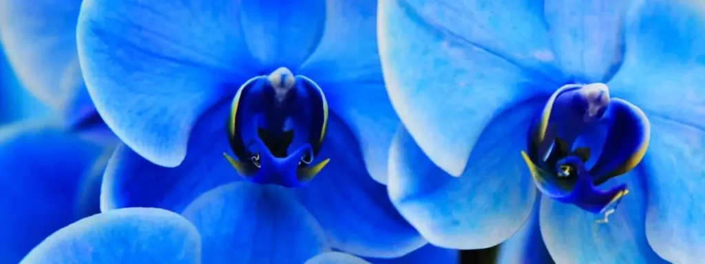 Conscious Growth - Psychedelic Retreat for LGBTQIA+ People